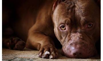 PitBulls Wallpapers for Android - Download the APK from Habererciyes
